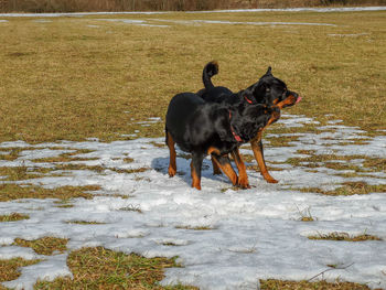 Black dog running on field