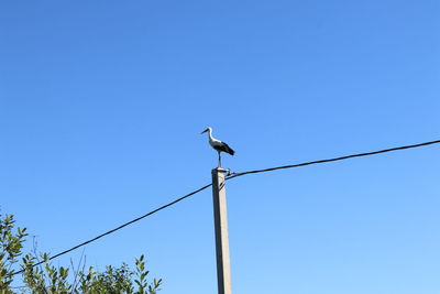 Low angle view of bird perching on cable against clear blue sky