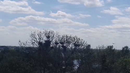 Trees on field against sky