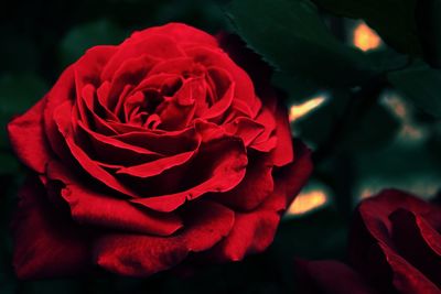 Close-up of red rose blooming outdoors