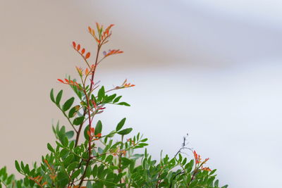 Close-up of red flowering plant against sky