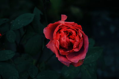 Close-up of red rose blooming outdoors