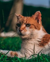 Close-up of a cat looking away