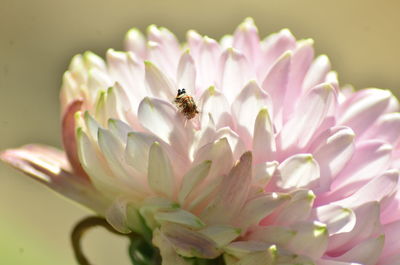 Close-up of insect on pink flower