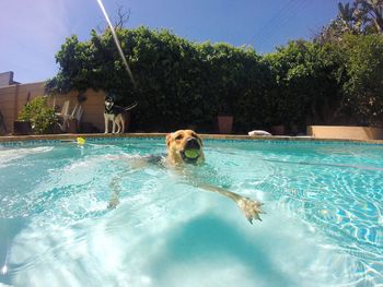 Dog swimming in pool