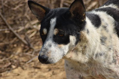 Close-up of dog looking away