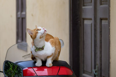 Cat sitting on a window