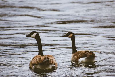 Geese swimming in river