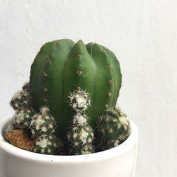 Close-up of succulent plant in pot