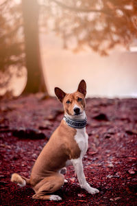 Portrait of dog sitting on land