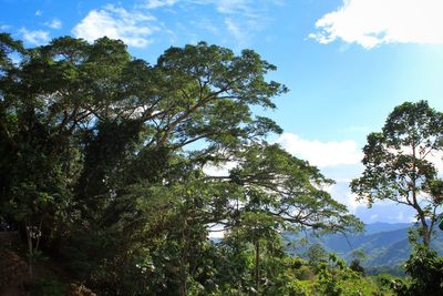 Low angle view of trees against sky