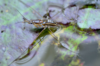 Close-up of insect on leaf