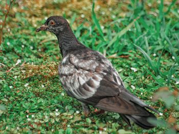 Close-up of a bird perching on a field