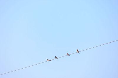 Low angle view of birds perching on cable against clear sky