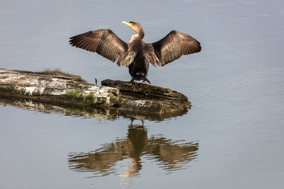 Double crested cormorant drying its wings 