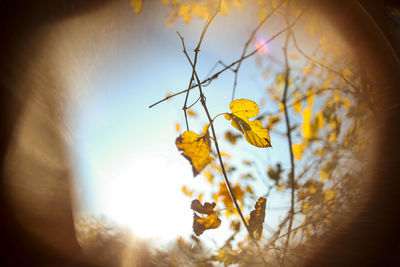 Low angle view of yellow leaves on plant against sky