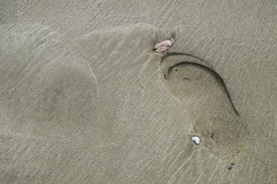 High angle view of crab on beach