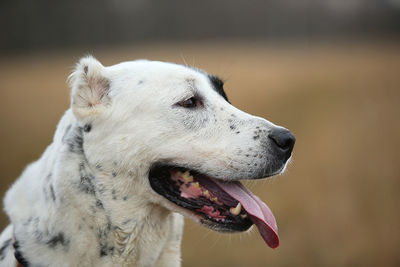 Close-up of a dog looking away