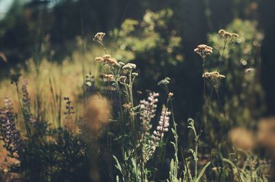 Close-up of flowering plant on field