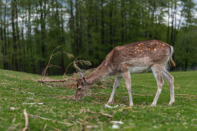 Deer in a forest