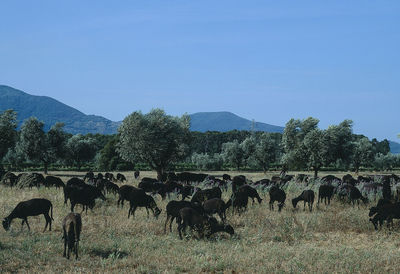 Black sheeps  against clear sky