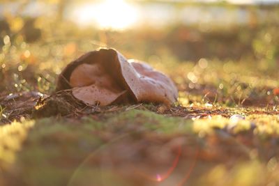 Close-up of autumn leaves on field