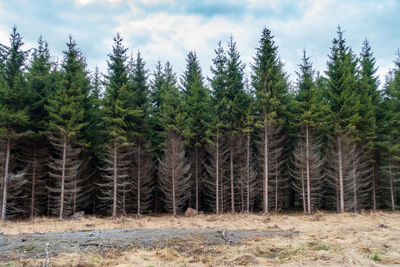 Pine trees in forest against sky