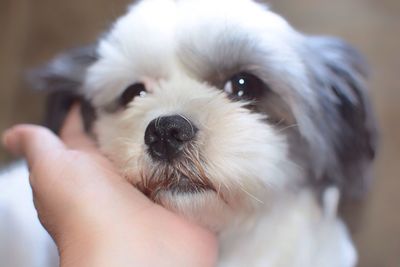 Cropped image of hand stroking dog