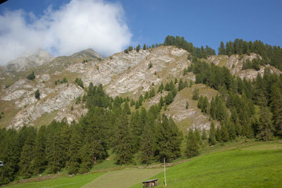 Panoramic view of pine trees and mountains against sky