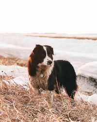 Close-up of dog