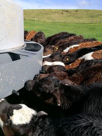 Calves feeding on field