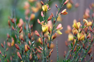 Close-up of flowering plant