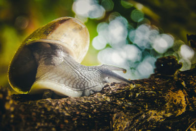 Close-up of snail on tree trunk