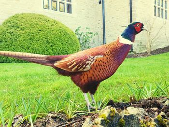 Close-up of a bird on field