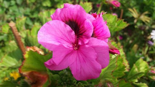 Close-up of pink flowering plant