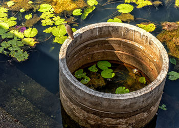 High angle view of bird perching on concrete pipe in pond