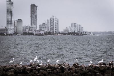 Seagulls perching on sea by cityscape against clear sky