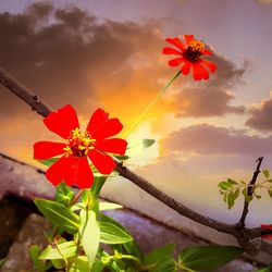 Low angle view of red poppy flower