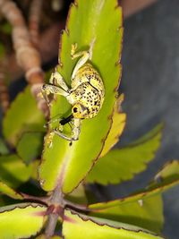 Close-up of insect on leaf