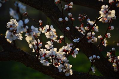 Close-up of apple blossoms