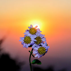 Close-up of purple flowering plant against orange sky