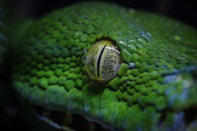 Close-up of snake