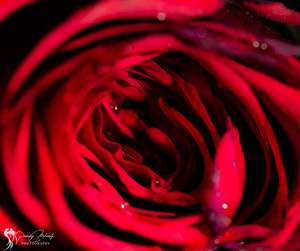 Full frame shot of red rose