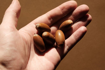 Handful of oak acorns lie in the palm.