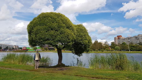 Trees growing by river against sky