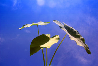 Close-up of plant against clear sky