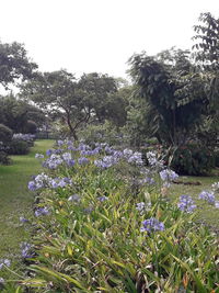 Purple flowering plants on field against clear sky