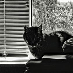 Close-up of cat sitting on window at home