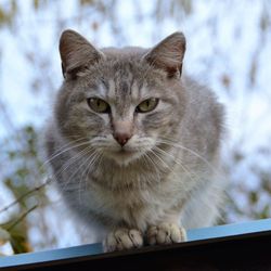 Close-up portrait of cat