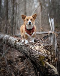 Portrait of dog running in forest